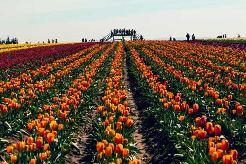 TulipFestival2025-0793