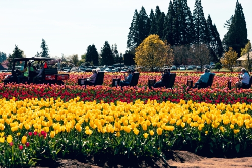 TulipFestival2025-0798