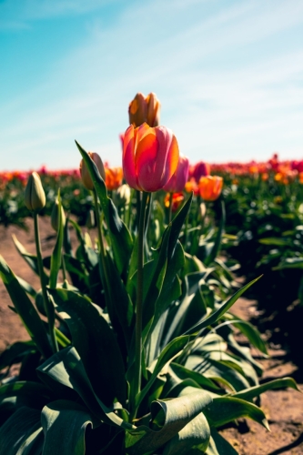 TulipFestival2025-0800