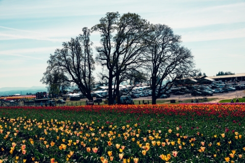 TulipFestival2025-0804