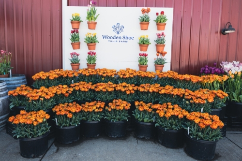 TulipFestival2025-0854