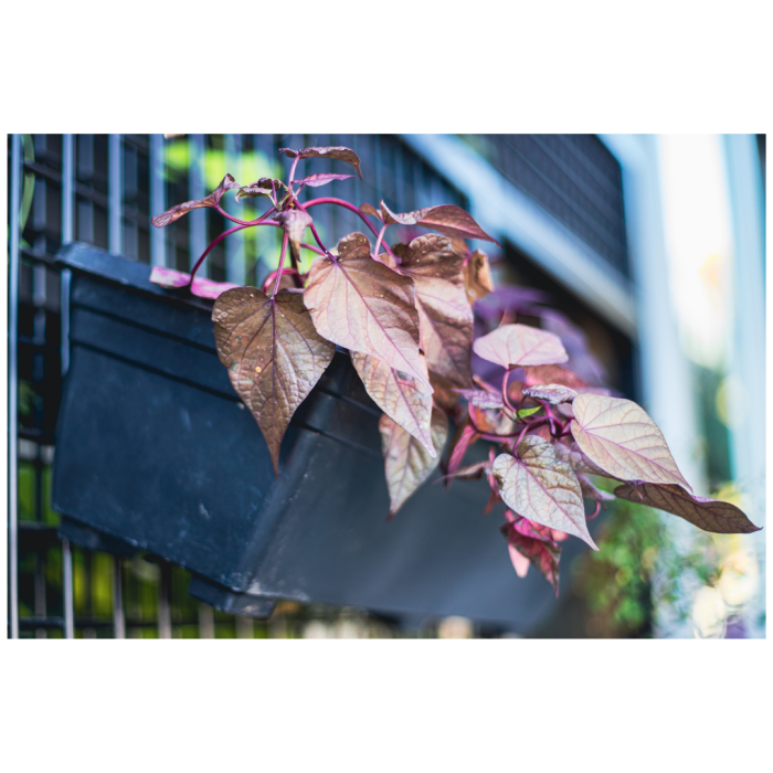 12 (1) (1) (1) (1) (1) (1) (1) (1) (1) (1) (1) (1) (1) (1) (1) (1) (1)