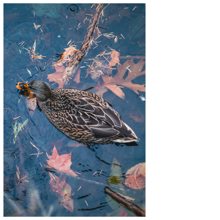 12 (1) (1) (1) (1) (1) (1) (1) (1) (1) (1) (1) (1) (1) (1) (1) (1) (1) (1) (1) (1) (1)